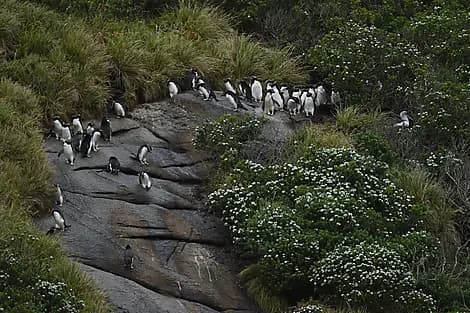 13 Févr 27 - Îles Snares