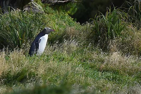 27 Janv 27 - Île Enderby, îles Auckland