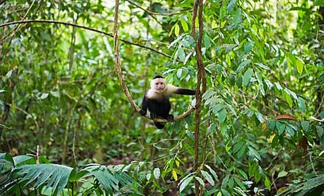 1 Janv 27 - Parc national Manuel Antonio