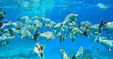 16 Nov 26 - Mataiva, îles Tuamotu