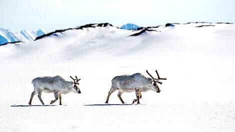 8 Sept 25 - Réserve naturelle du Sud-Est du Svalbard
