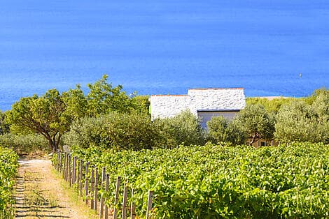 5 Août 26 - Pucisca, île de Brac