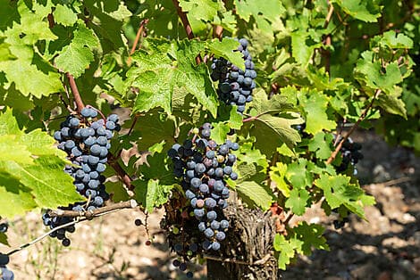27 Avr 26 - Pauillac