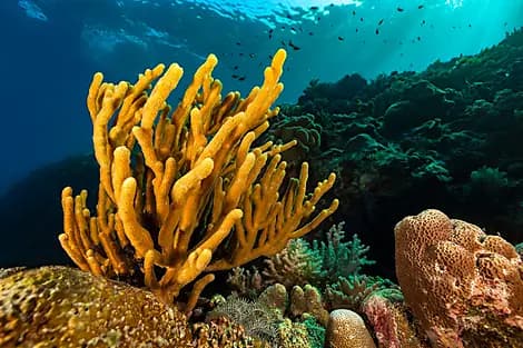 7 Oct 25 - Îles Barat Daya
