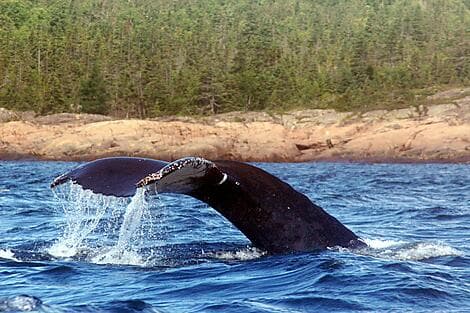 17 Sept 26 - Rigolet