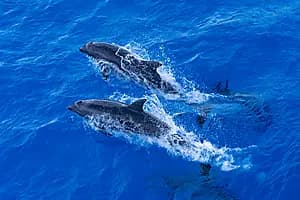 Expédition d'observation des dauphins