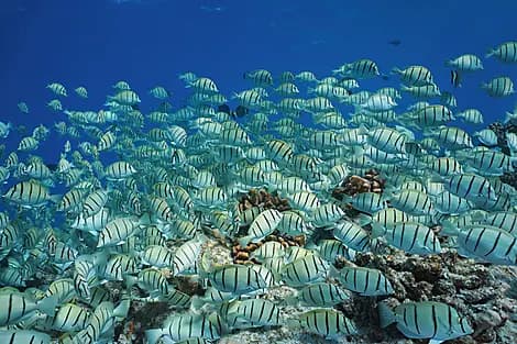 26 Janv 27 - Makatea, îles Tuamotu
