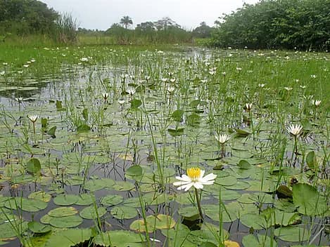 1 Janv 27 - Île d'Orango, Bijagos