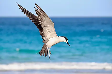 20 Mars 26 - Dog Island, Anguilla