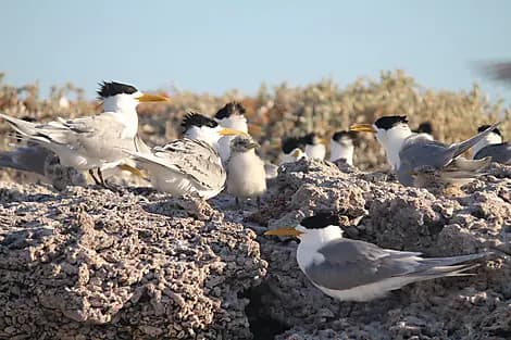 10 Août 27 - Parc marin des îles Abrolhos