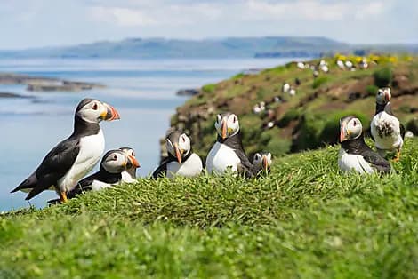 7 Sept 25 - Lunga, îles Treshnish