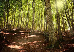 Randonnée dans la forêt de Gambarie d’Aspromonte