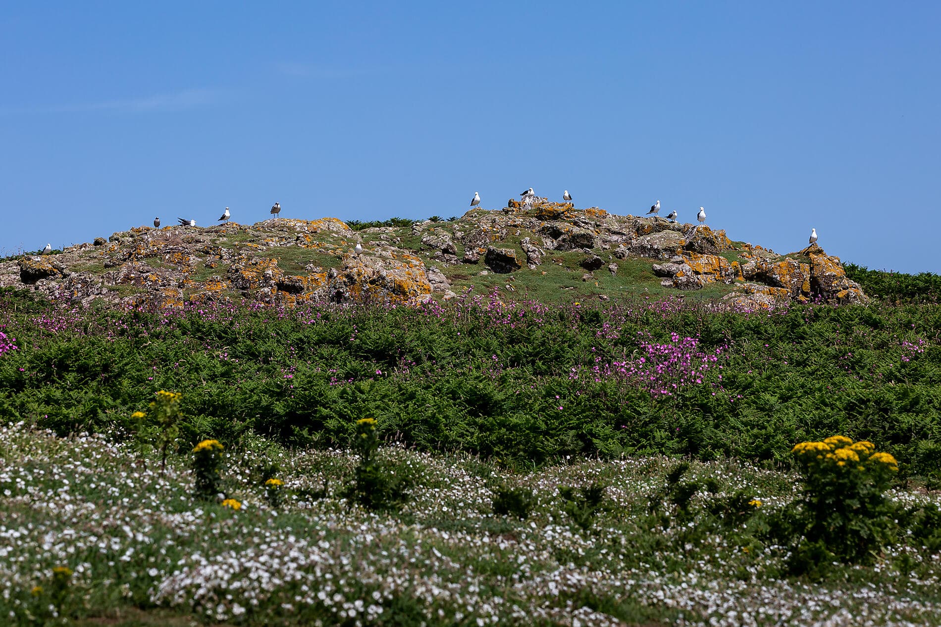 Sanctuaires naturels et découvertes culturelles en terres celtes 