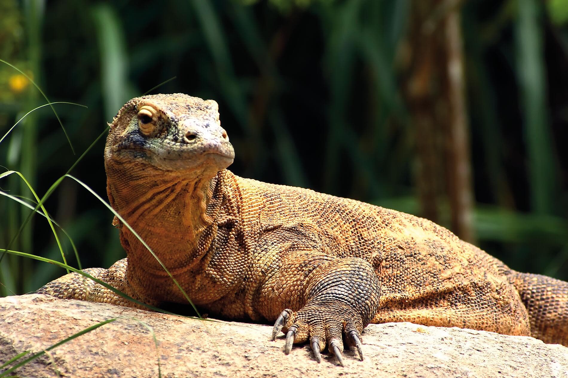 Odyssée tropicale entre Indonésie et nord-est australien 