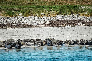 Safari en mer