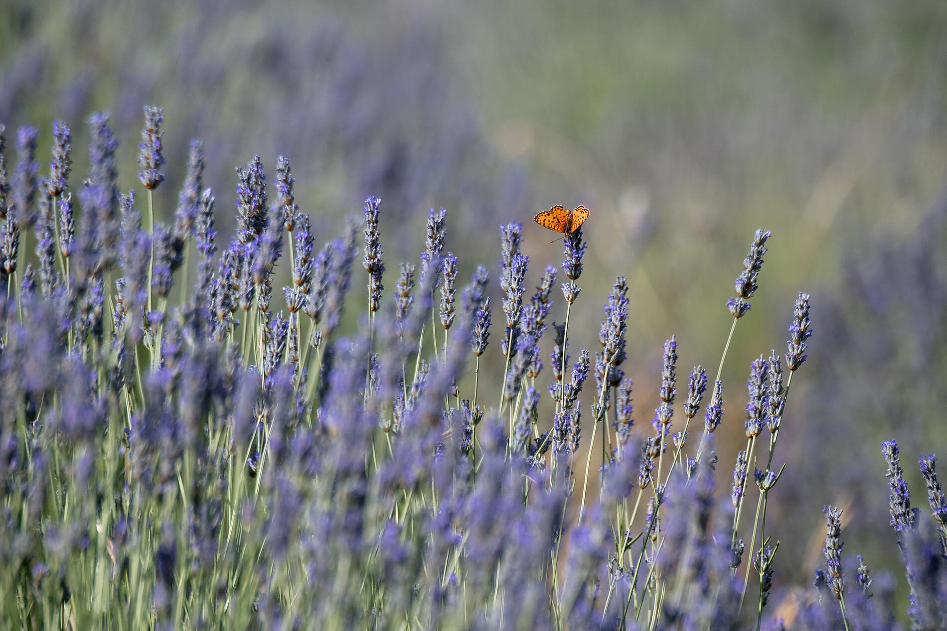 De Malte aux rives de l'Adriatique