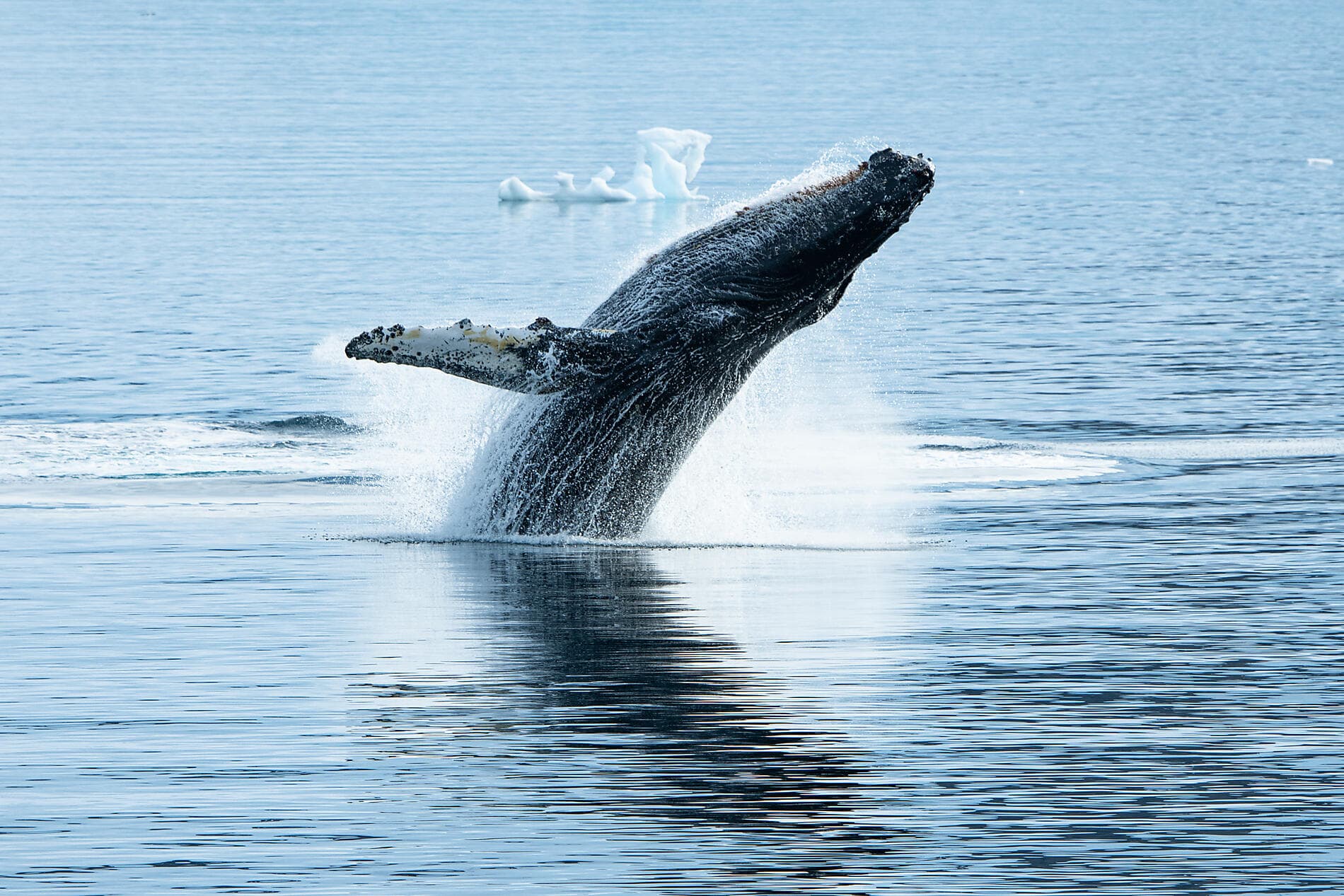 La grande boucle australe