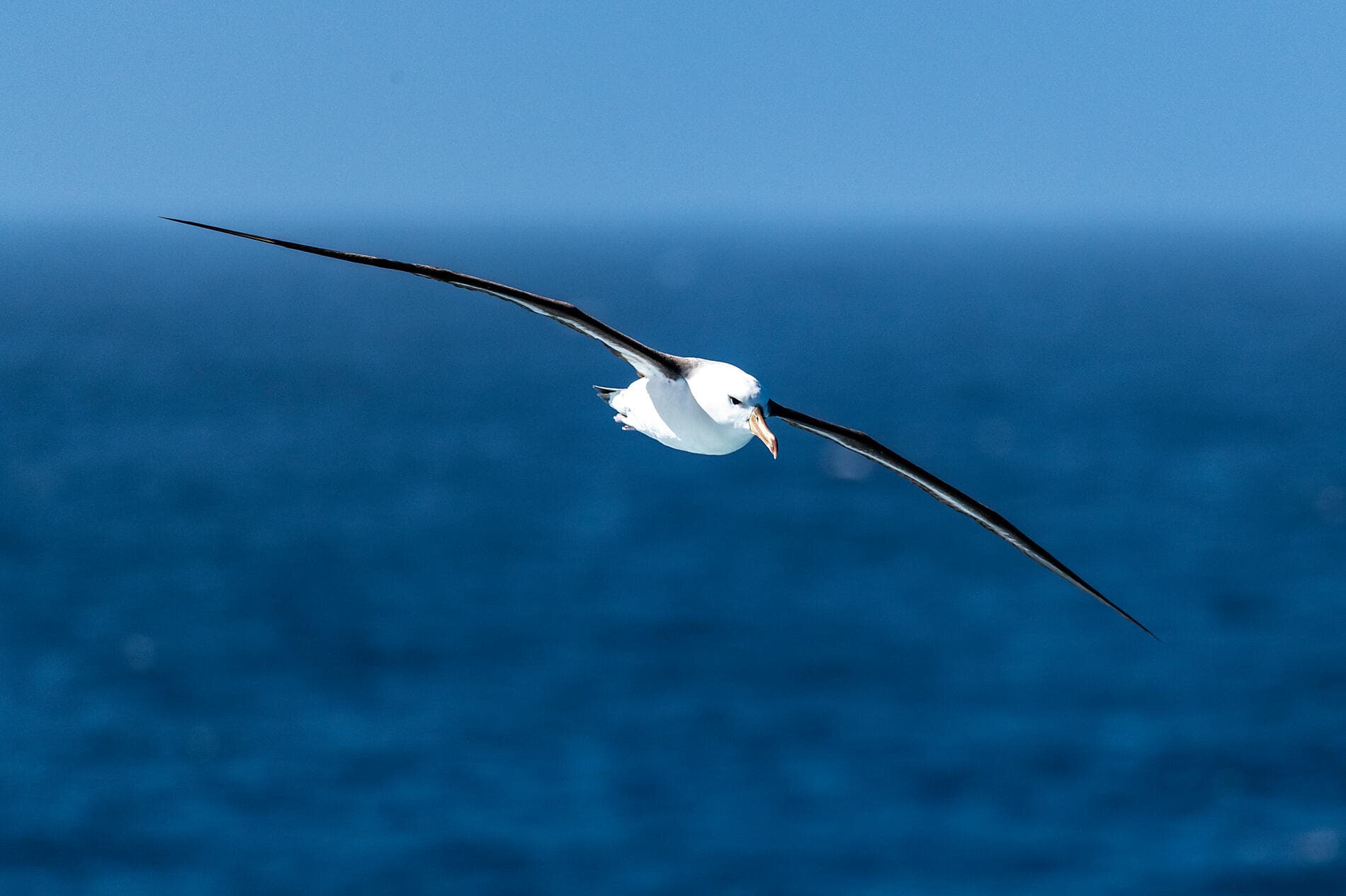 L'Antarctique emblématique  