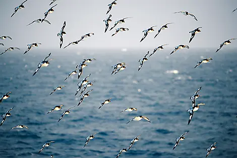 4 Févr 26 > 5 Févr 26 - Traversée du passage de Drake
