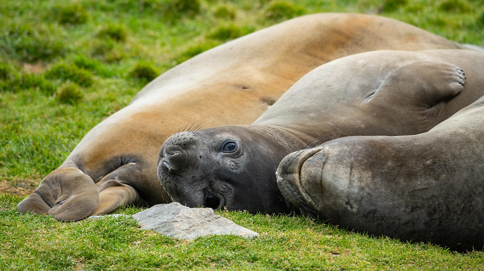 La grande boucle australe